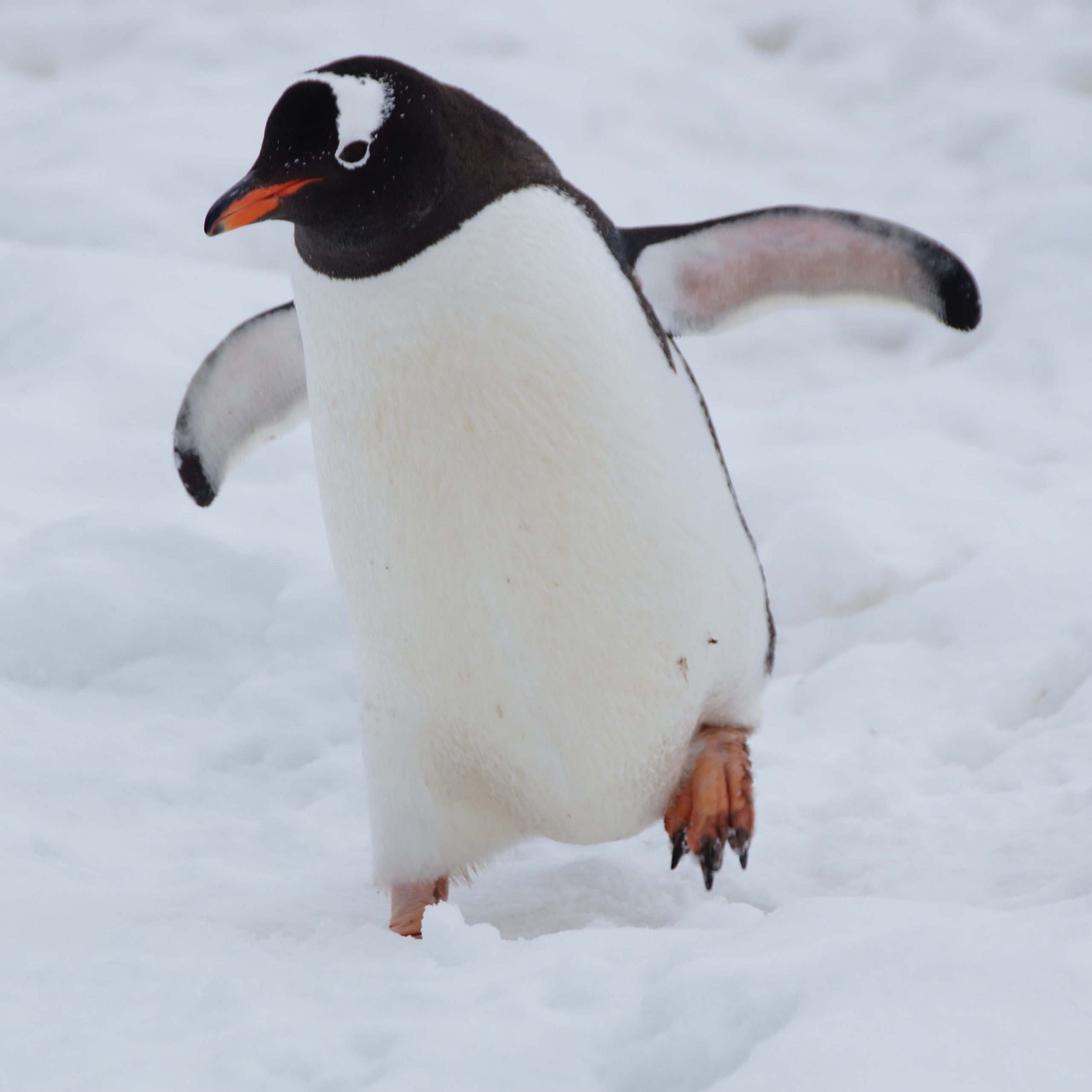 歩いているペンギンの写真